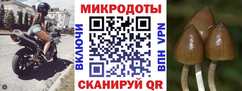 купить наркотики цена omg зеркало Псилоцибиновые грибы Psilocybine cubensis Черногорск